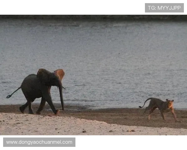 楼顶的大象牵动全城谜雾引发一段惊心动魄追踪传奇秘影档案