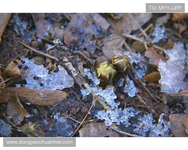 四月吻：一场悄然绽放的温柔，融化春日的冰雪与心扉
